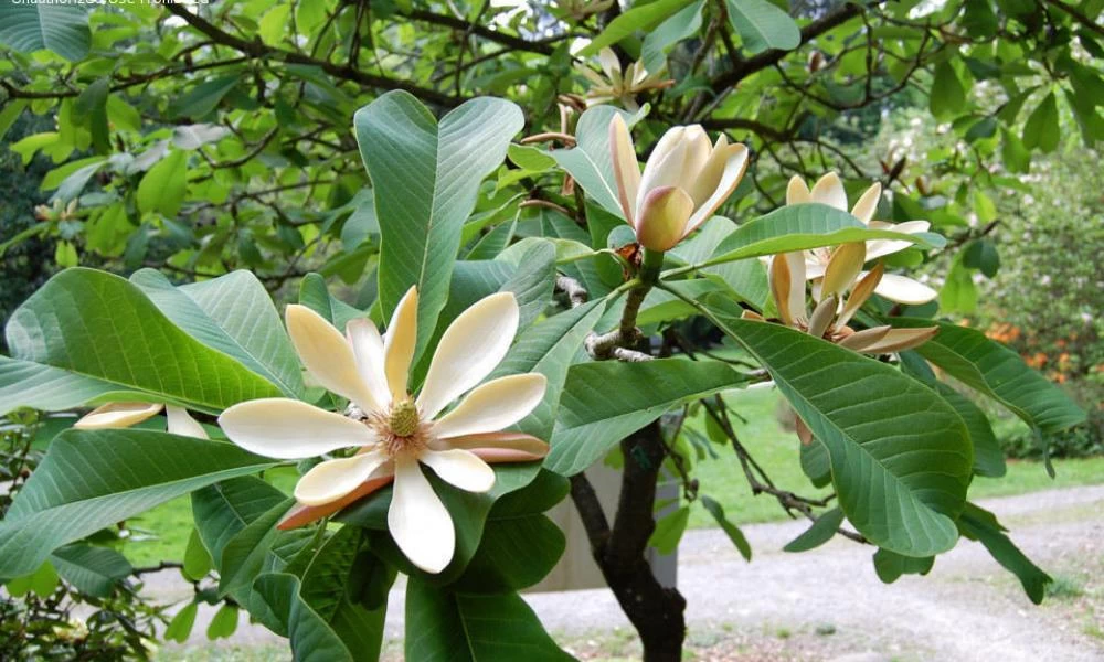 Επιληπτικές Κρίσεις: Το λουλούδι που βοηθά στην αντιμετώπισή τους